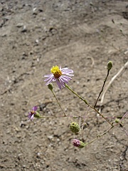 lessingia filaginifolia
